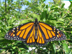 Image of Monarch Butterfly