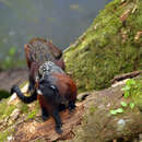 Image of Brown-mantled tamarin