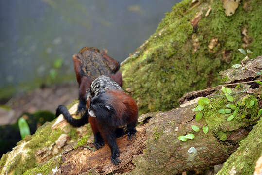 Image de Tamarin à manteau rouge