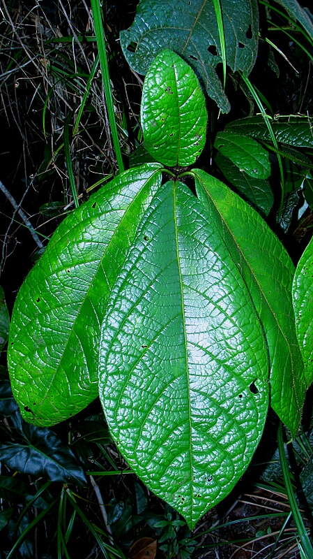 Image of Cordia nodosa Lam.