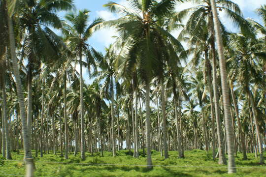 Image of coconut palm