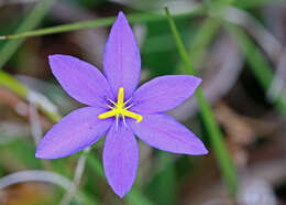 Image of fallflowering pleatleaf