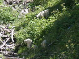 Image of mountain goat