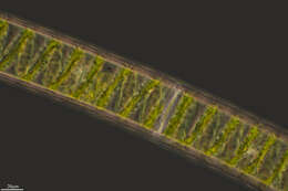 Image of Spirogyra XX