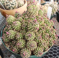 Image of Hester's foxtail cactus