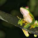 Image of Abah River Flying Frog