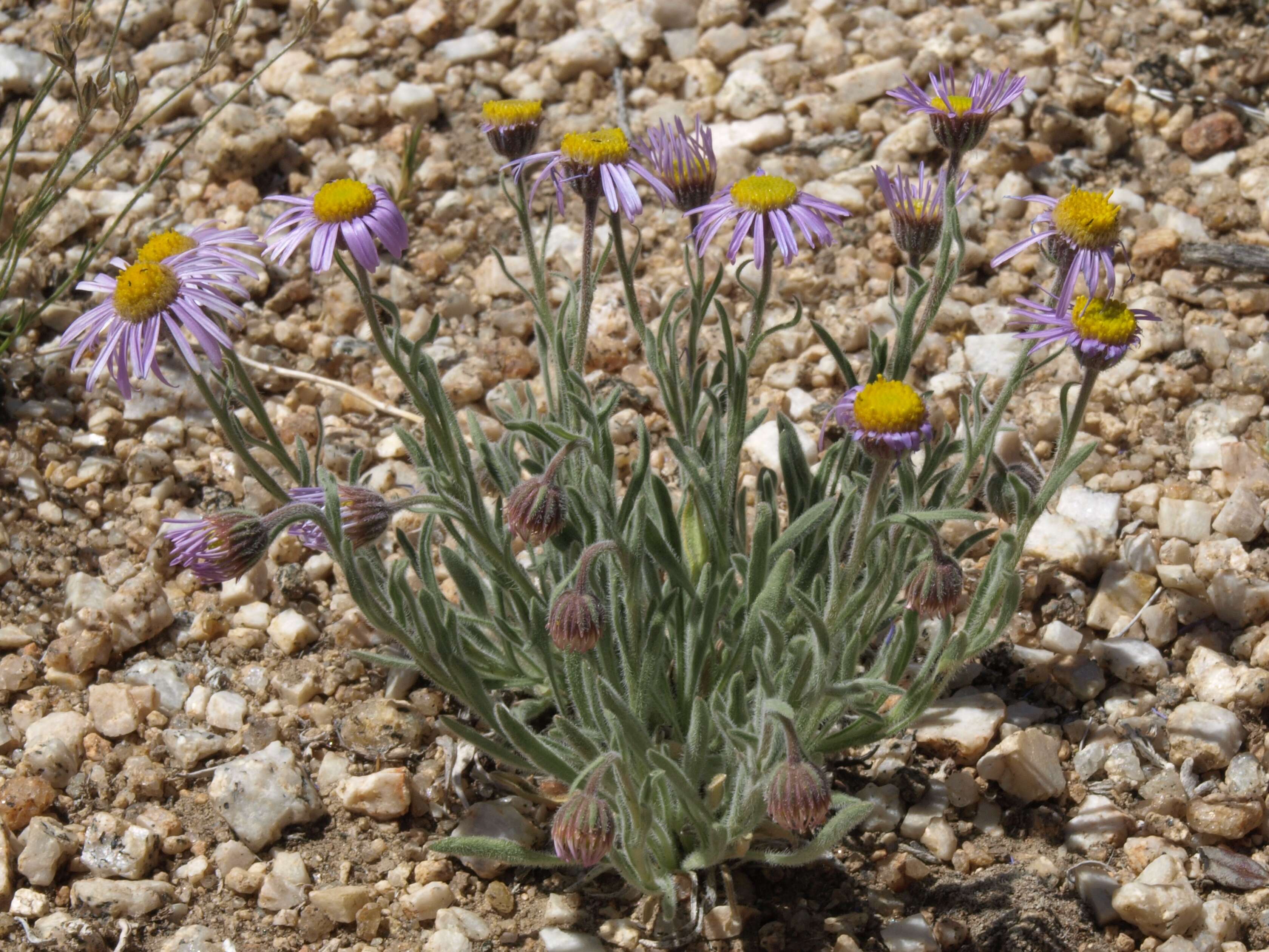 Image of Clokey's fleabane