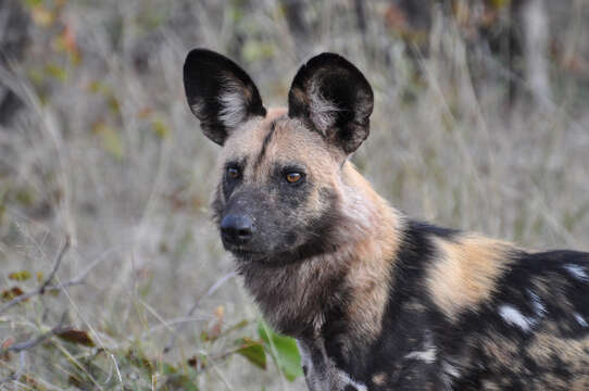 Image of African Hunting Dog