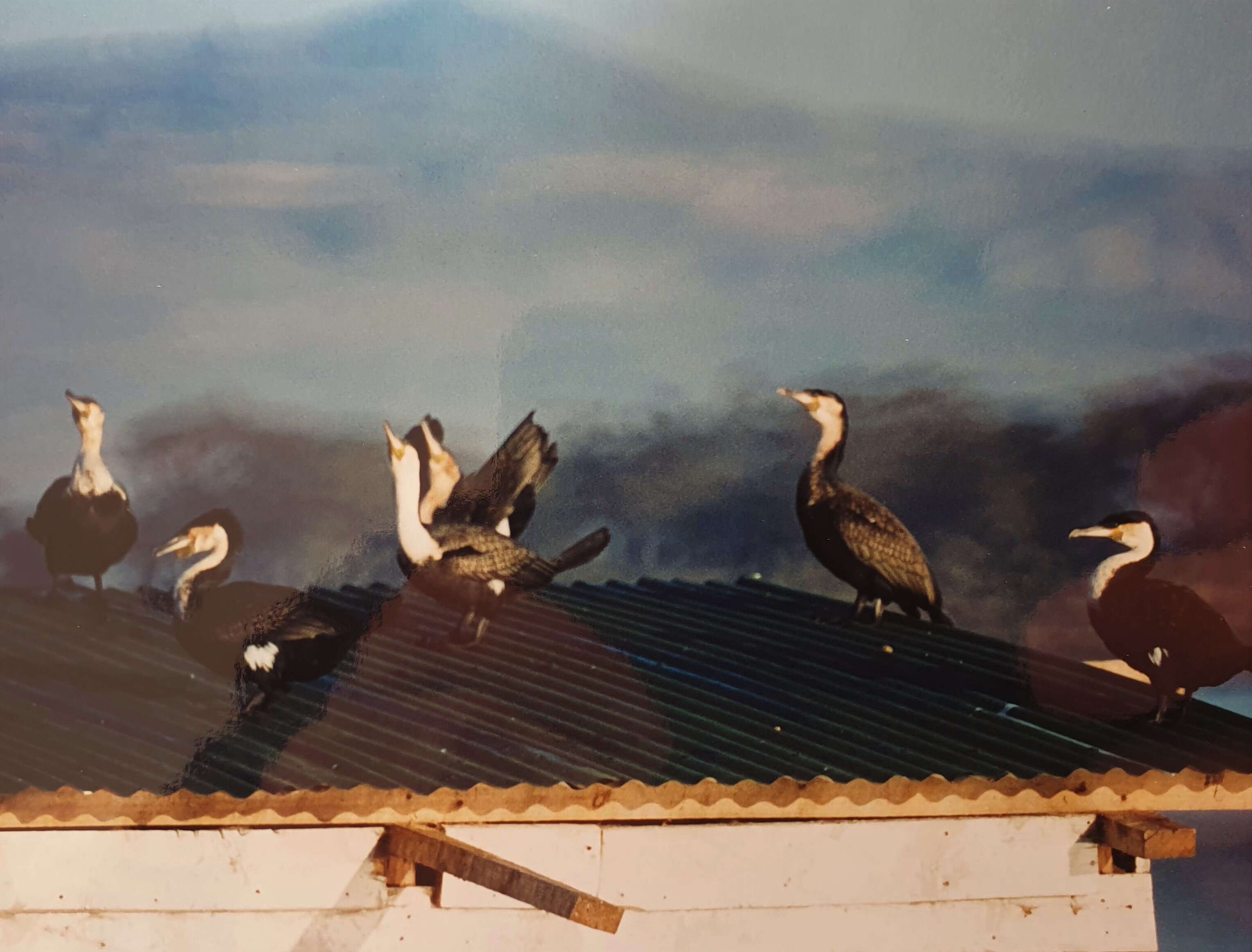 Image of Phalacrocorax Brisson 1760