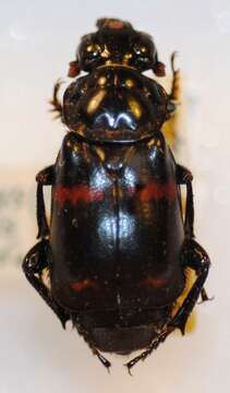 Image of Nicrophorus (Nicrophorus) ussuriensis (Portevin 1923)