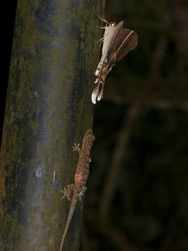 Image of Common House Gecko