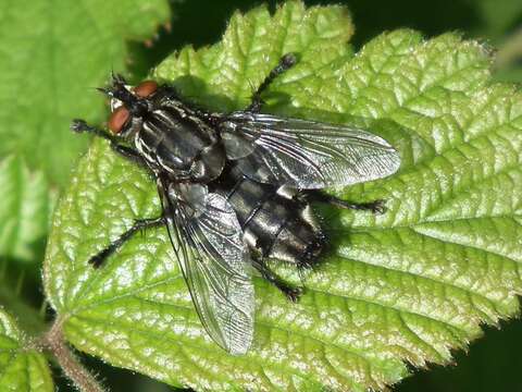 صورة Sarcophaga carnaria (Linnaeus 1758)