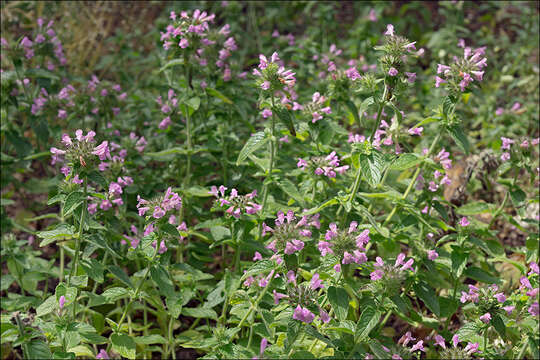 Image of Clinopodium vulgare subsp. vulgare