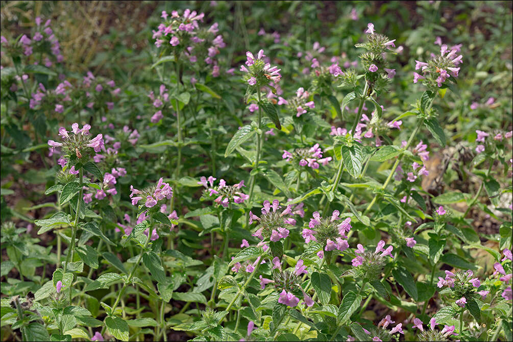 صورة Clinopodium vulgare subsp. vulgare