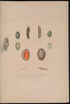 Image of Onchidium Buchannan 1800