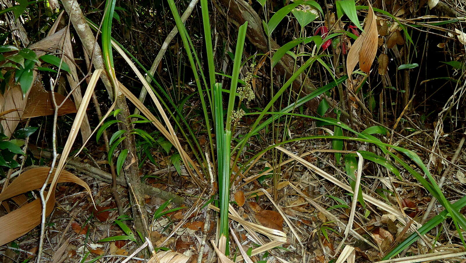 Becquerelia cymosa Brongn.的圖片