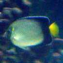 Image of Indian Yellowtail Angelfish