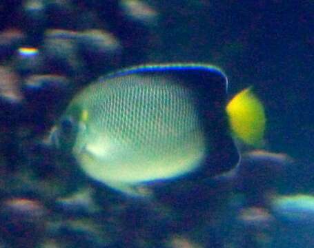 Image of Indian Yellowtail Angelfish