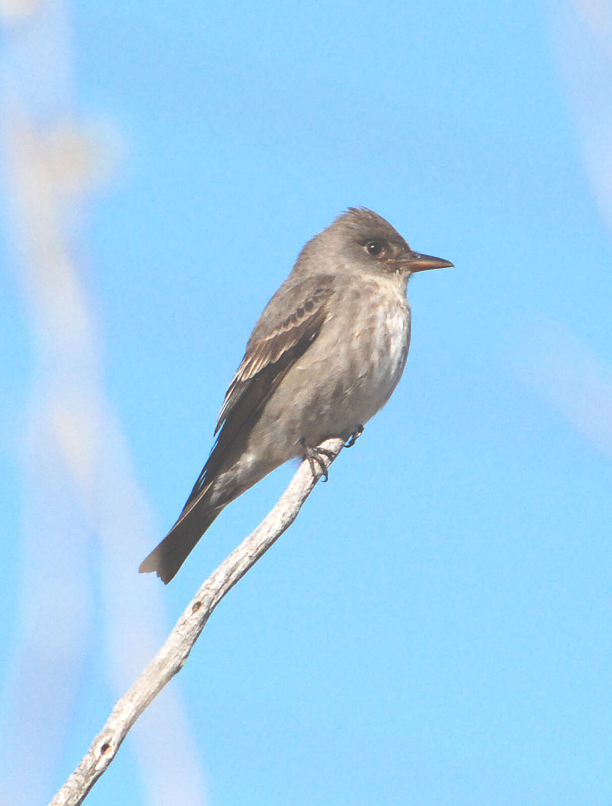 Image of Olive-Sided Flycatcher