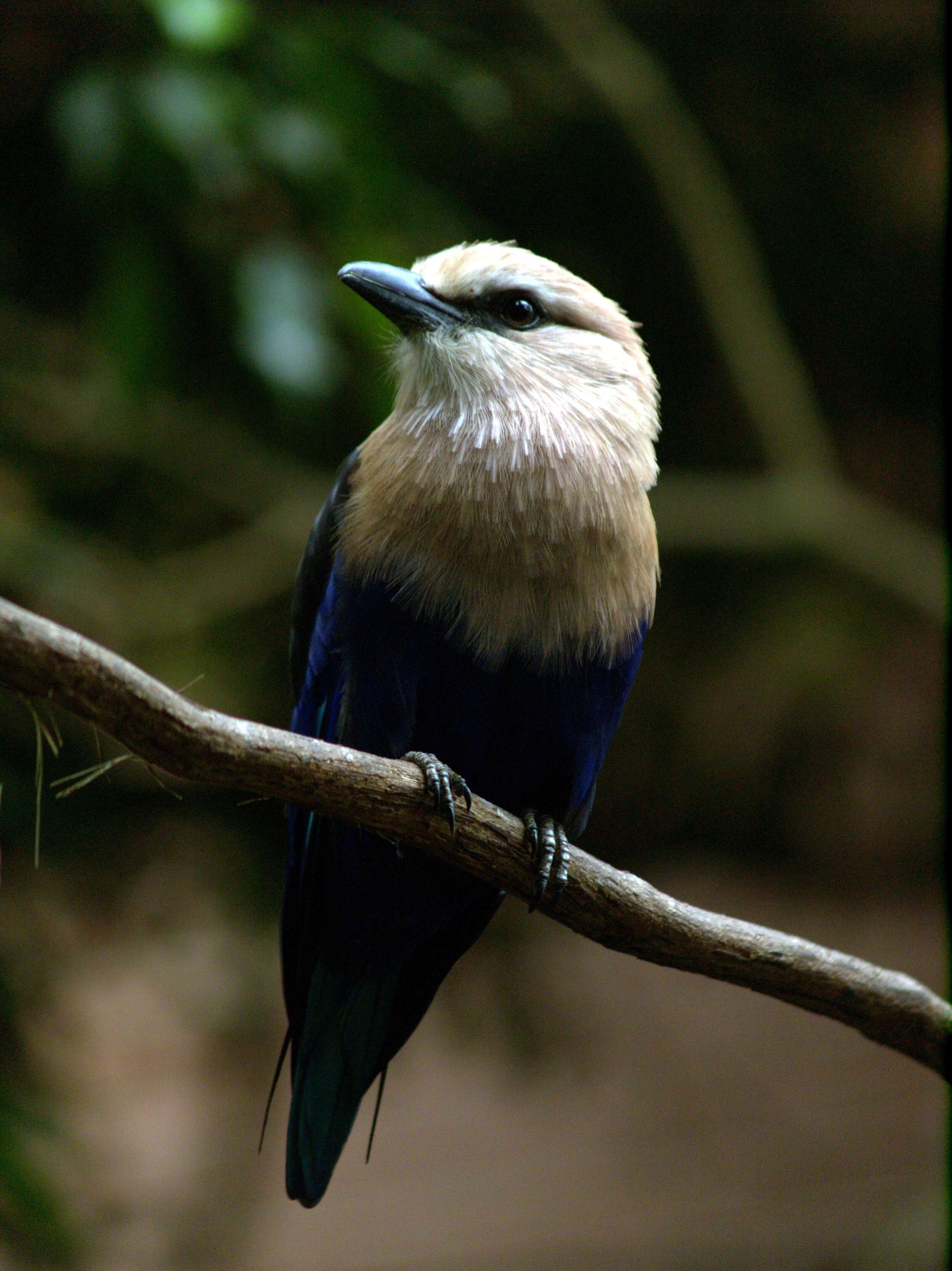 Image of Blue-bellied Roller