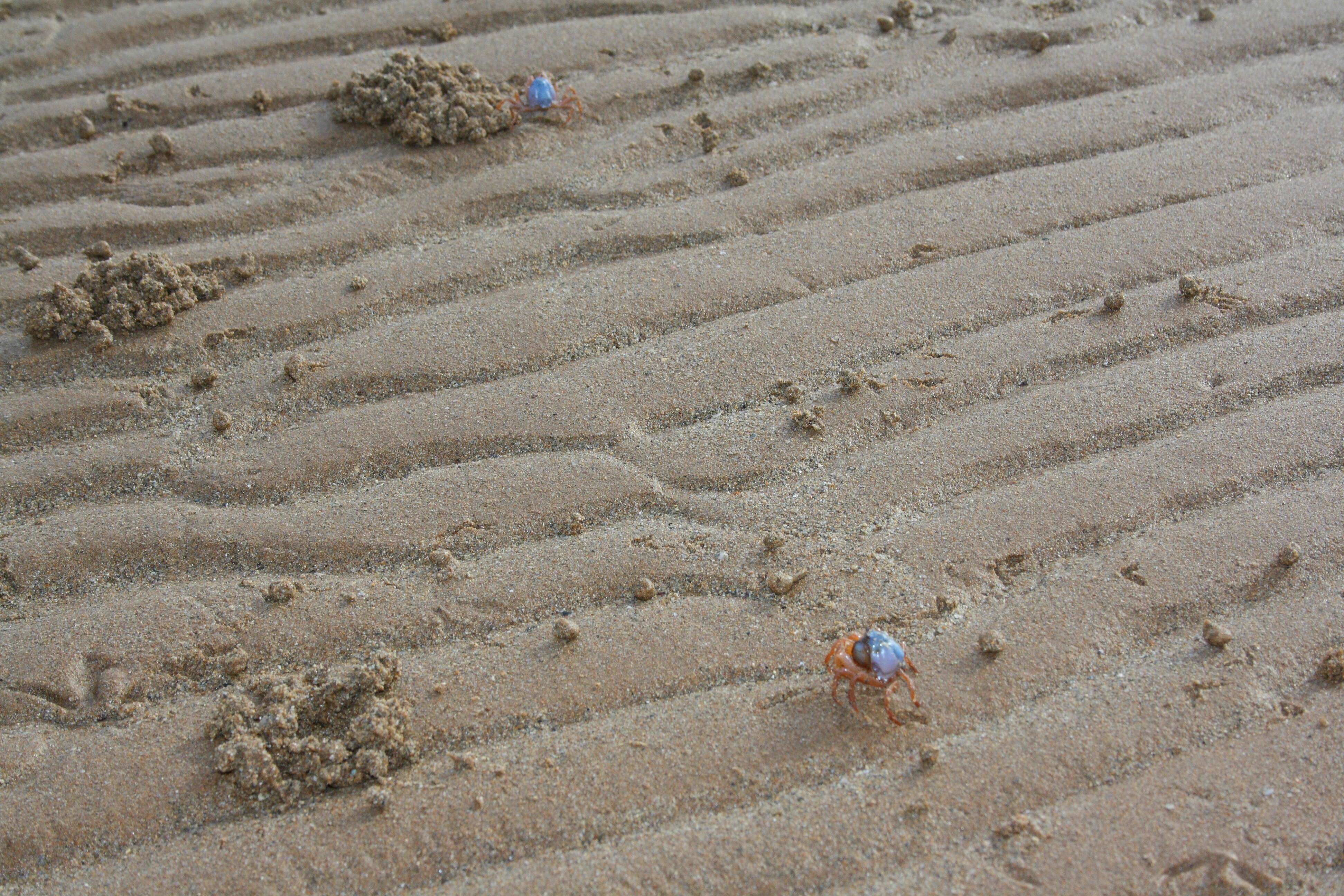 Image of grenadier crabs