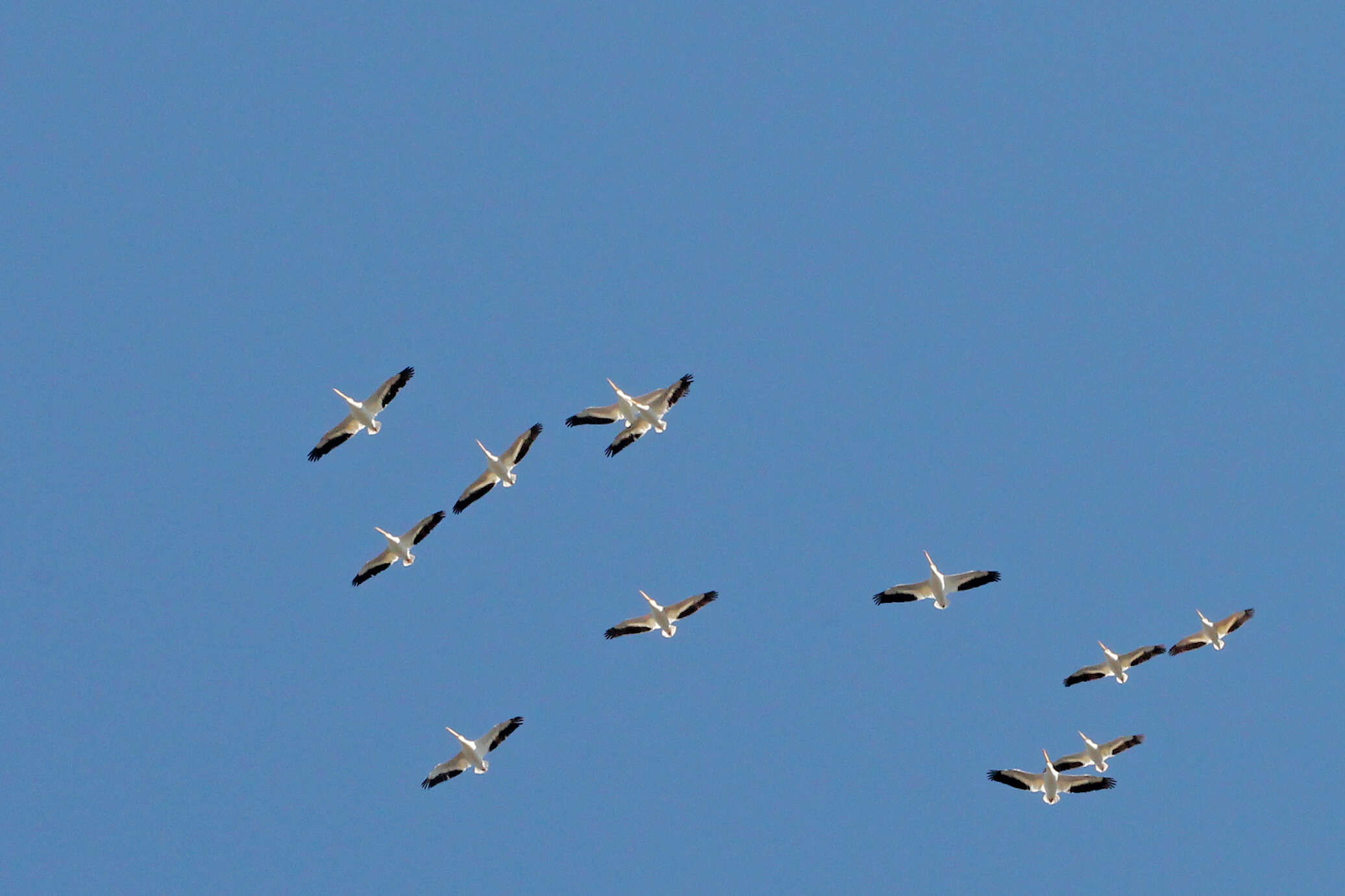 Image of pelicans