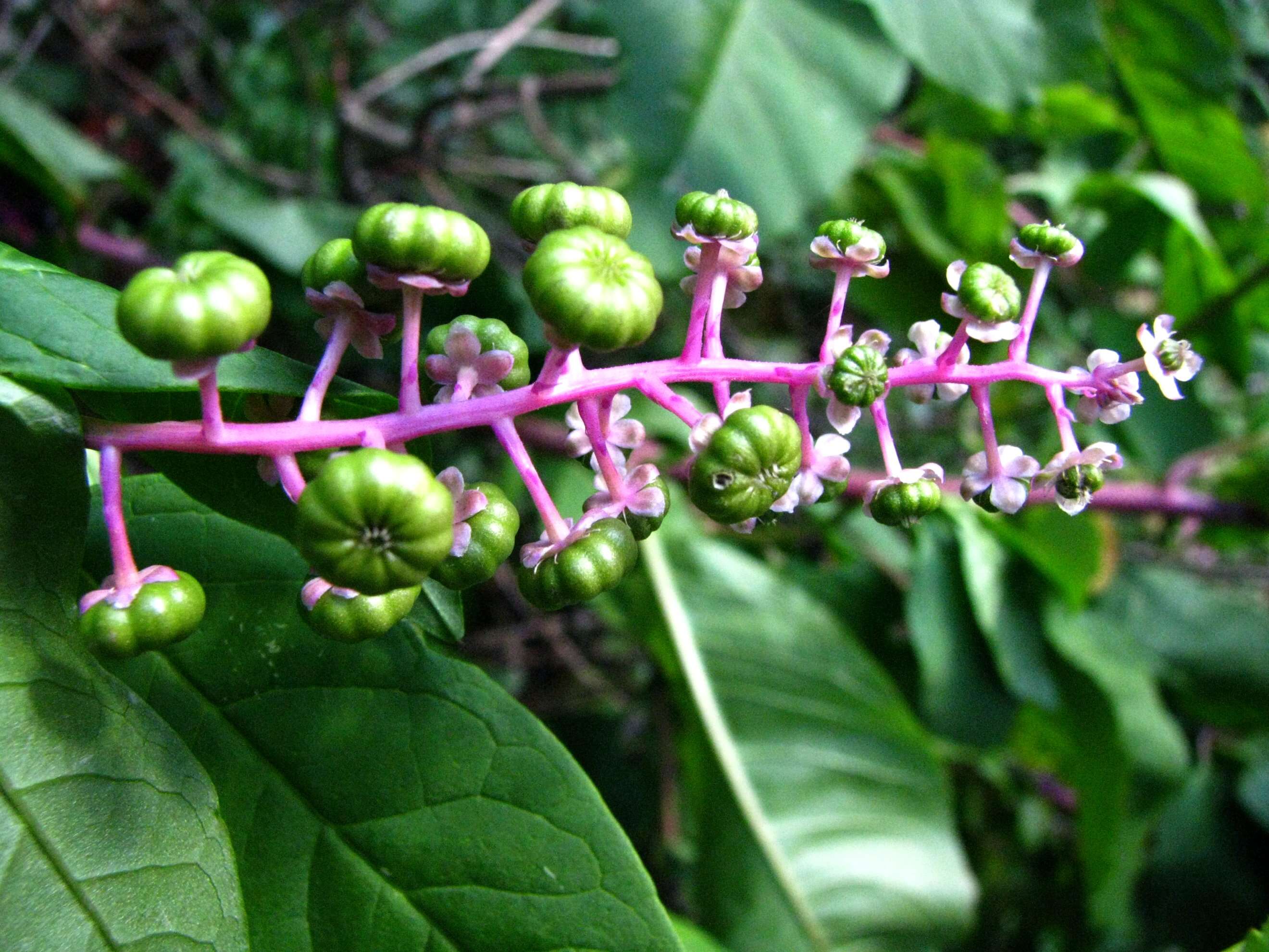 Image of pokeweed