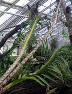 Grammatophyllum speciosum Blume的圖片