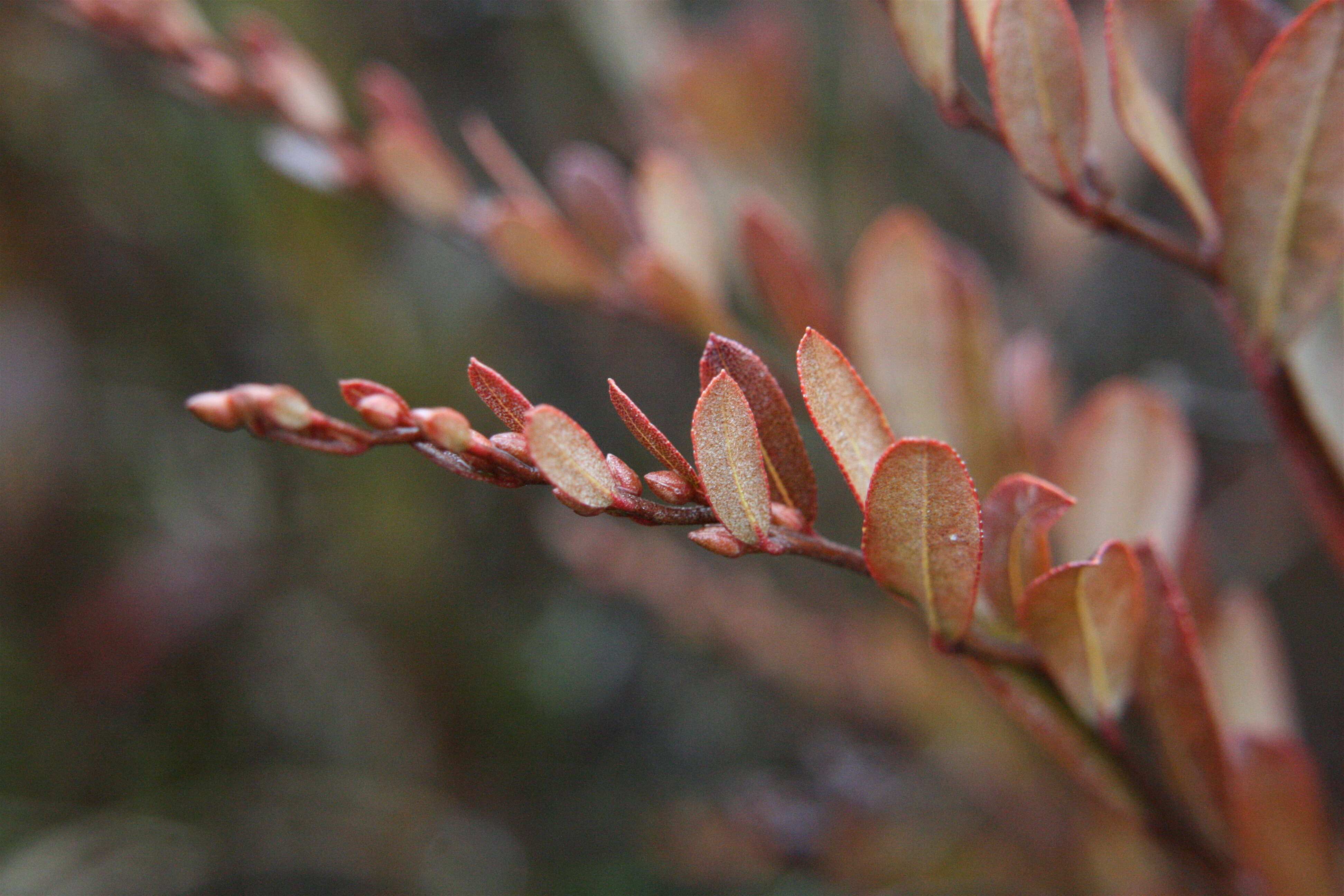 Image of leatherleaf