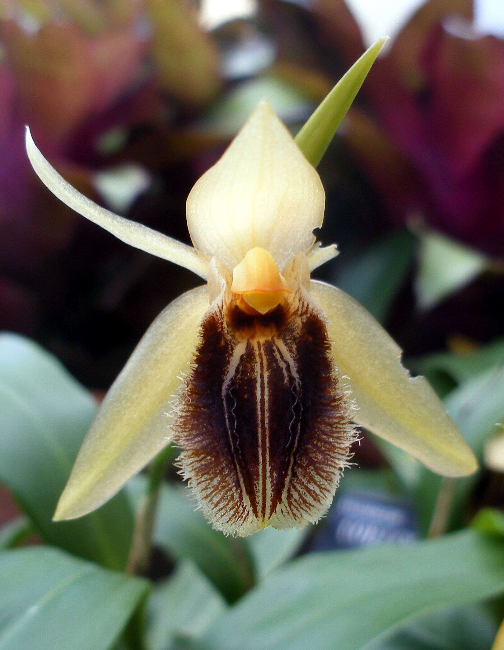 Image of coelogyne orchid