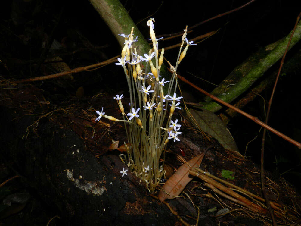 Image of ghostplant