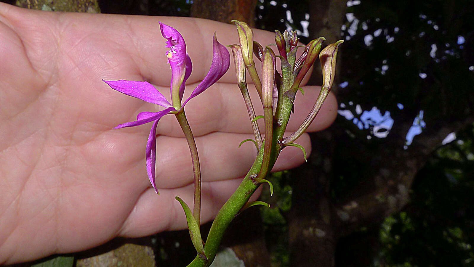 Image of Epidendrum flexuosum G. Mey.