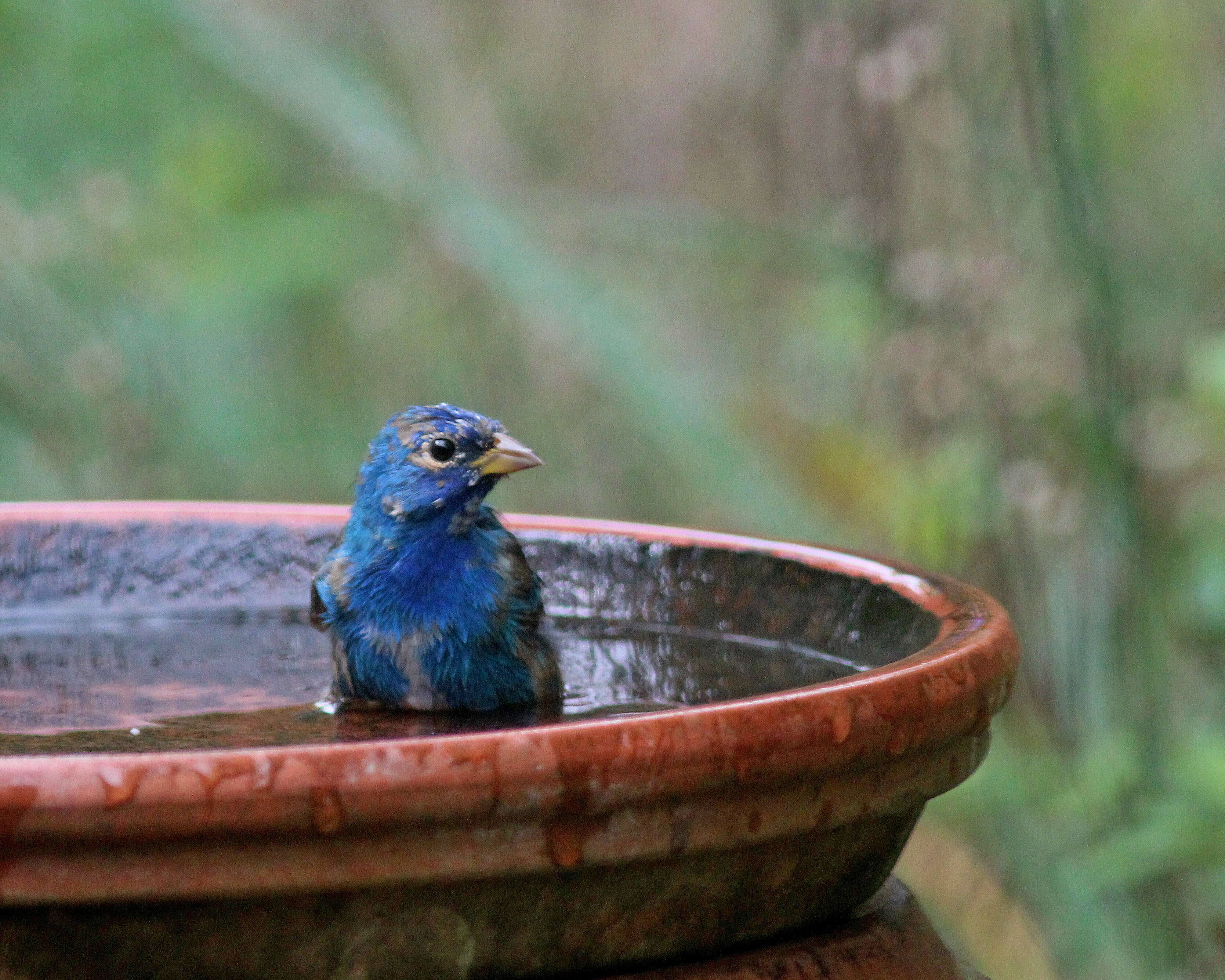 Image of Indigo Bunting