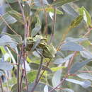 Image of Eucalyptus youngiana F. Müll.