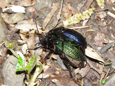 Image of Carabus ullrichi