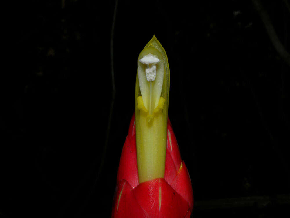 Image of Costus stenophyllus Standl. & L. O. Williams