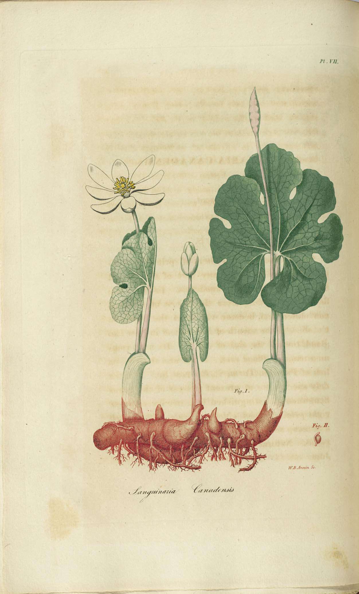 Image of bloodroot