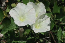 Image of Stebbins' false bindweed