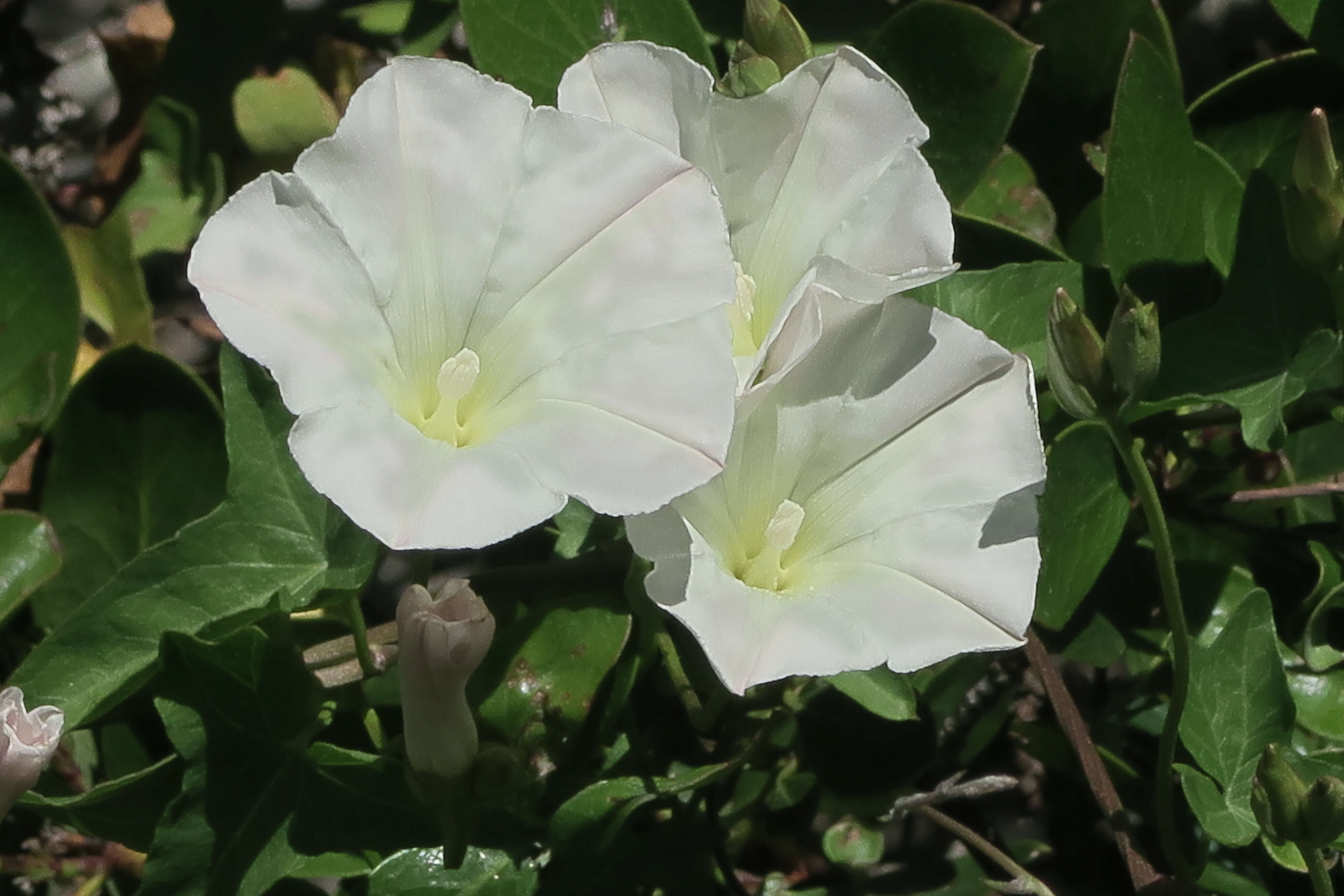 Image of Stebbins' false bindweed