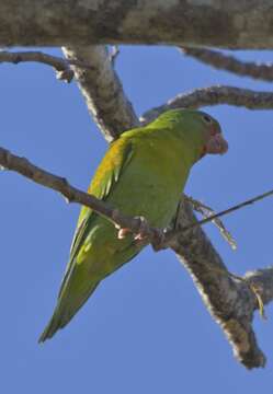 Image of Orange-chinned Parakeet