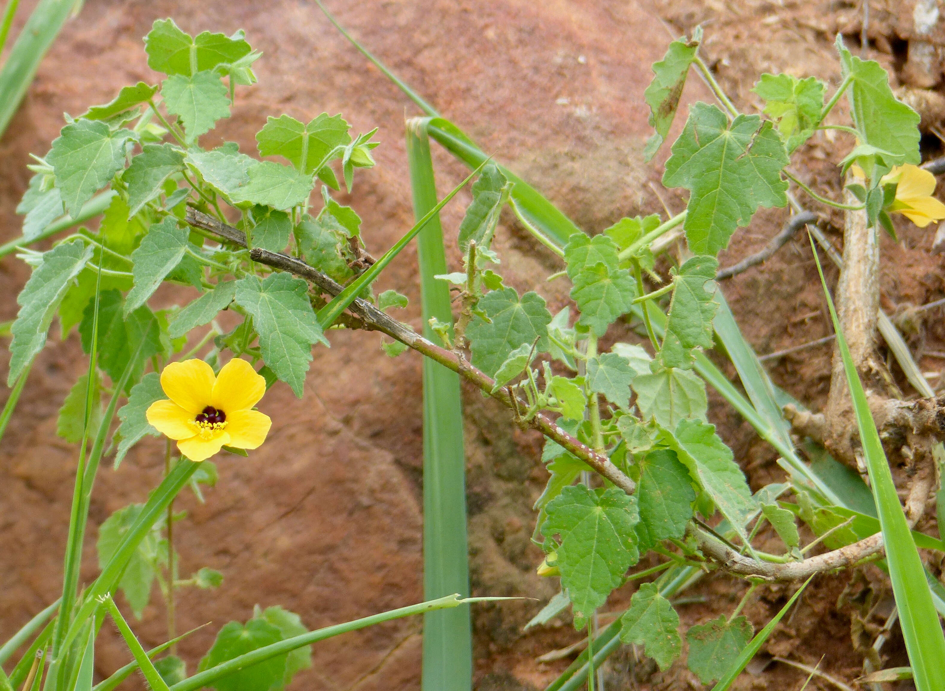 Image of Pavonia procumbens (Wight ex Wight & Arn.) Walp.