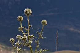 Echinops sphaerocephalus L. resmi