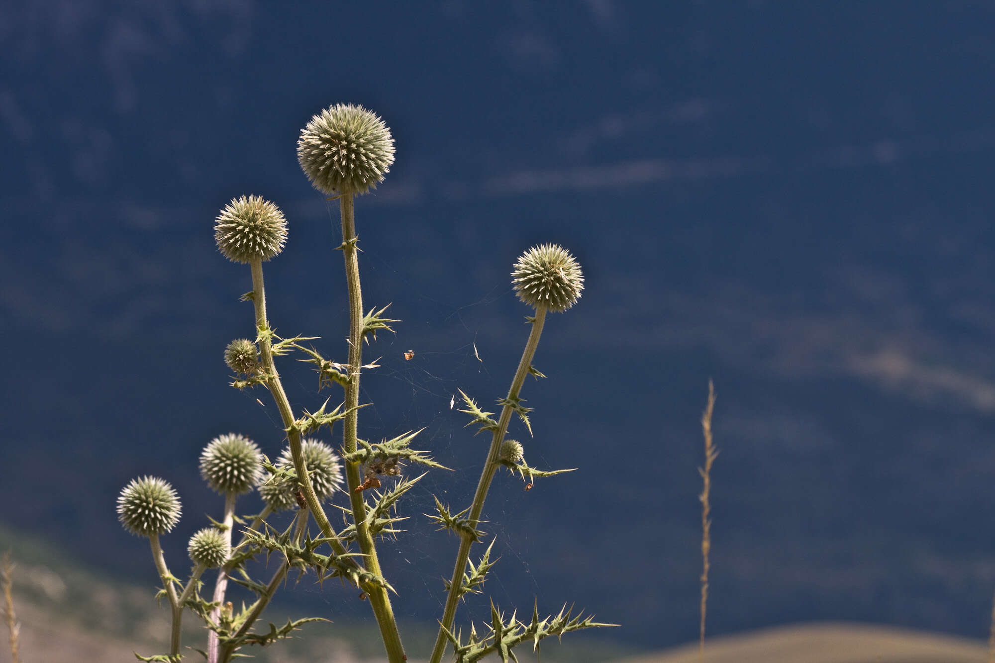 Echinops sphaerocephalus L. resmi