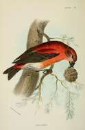 Слика од Loxia Linnaeus 1758