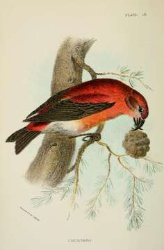 Image of Loxia Linnaeus 1758