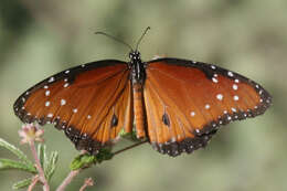 Sivun Danaus (Anosia) gilippus Cramer 1775 kuva