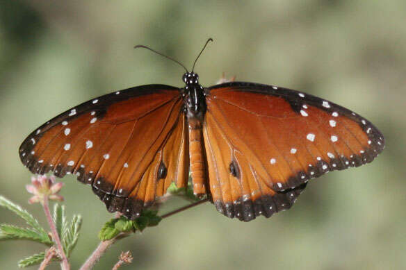 Image of Monarch Butterfly