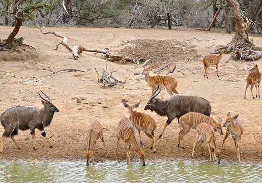 Image of Spiral-horned Antelope