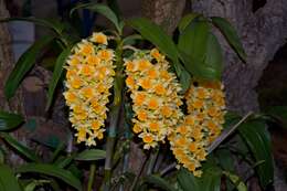 Imagem de Dendrobium densiflorum Lindl.