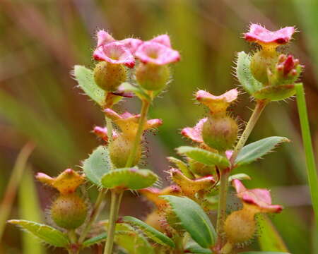 Imagem de Rhexia nuttallii C. W. James